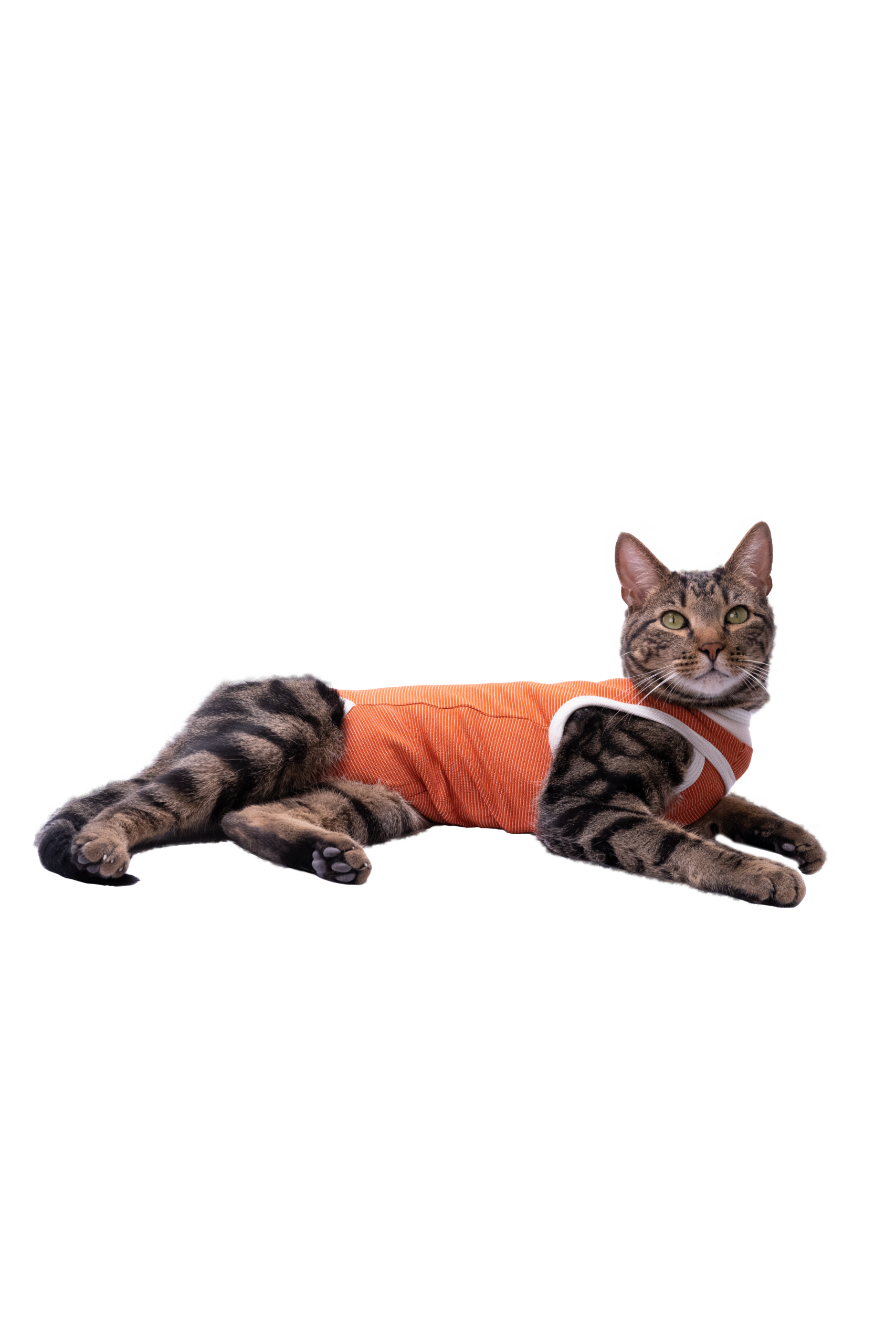 Luna & Milo Copper Body Shirt with 4-Legs - Image 6
