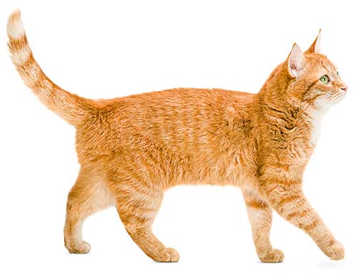 ginger cat