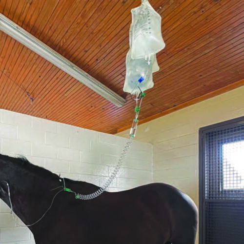 Equine Consumables and Procedure Packs