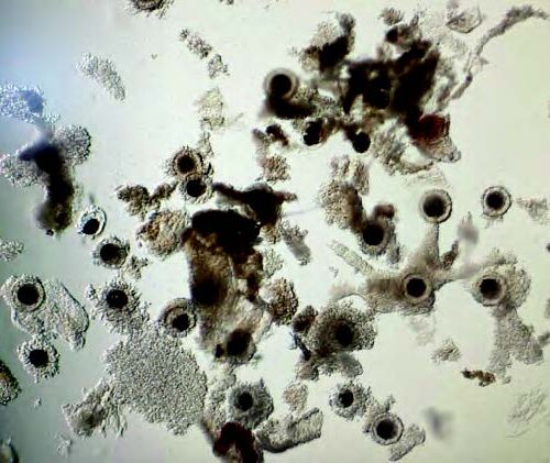Equine Artificial Insemination